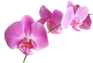 Orchid Whickham